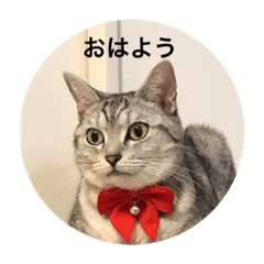 [LINEスタンプ] み〜み〜スタンプ
