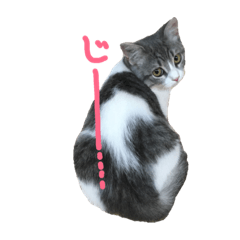 [LINEスタンプ] マンチカンの日常スタンプ1