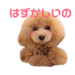 [LINEスタンプ] 内気なトイプー  めろんちゃん