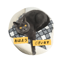 [LINEスタンプ] ブリショのなな