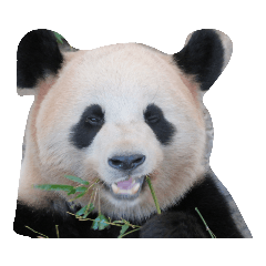 [LINEスタンプ] らぶPANDA