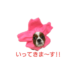 [LINEスタンプ] キャバリアのぽんずくん