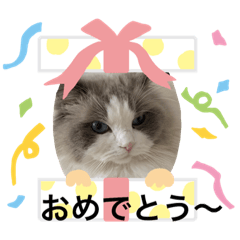 [LINEスタンプ] 可愛くて楽しい4匹の猫 6