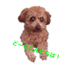 [LINEスタンプ] トイプーかわかわスタンプ 