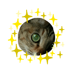 [LINEスタンプ] ブサ？ねこ 