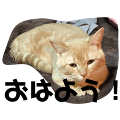 [LINEスタンプ] まんたろうスタンプ