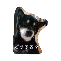 [LINEスタンプ] 黒柴スタンプ2