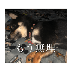 [LINEスタンプ] 豆柴のくぅちゃん