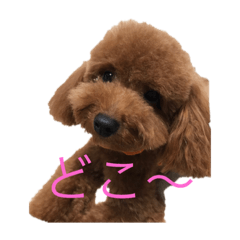 [LINEスタンプ] プードル20