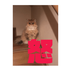 [LINEスタンプ] 愛猫との生活