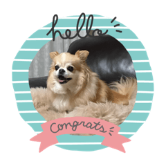 [LINEスタンプ] 愛犬マリンさん