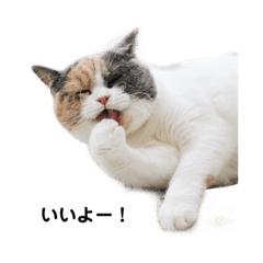 [LINEスタンプ] きにゃこさん