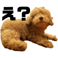 [LINEスタンプ] ミニチュアプードルのトトさん