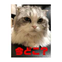 [LINEスタンプ] ミルクちゃんのひとこと 