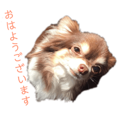 [LINEスタンプ] 麦ちゃん 敬語ver. 