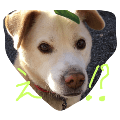 [LINEスタンプ] わんちゃんの日常会話！