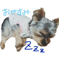 [LINEスタンプ] わがままヨーキー黒糖ちゃん 