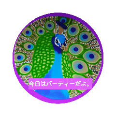 [LINEスタンプ] 鳥シリーズ①