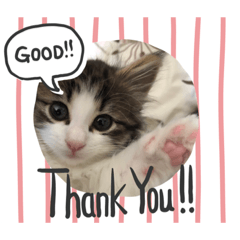 [LINEスタンプ] ノルウェージャンのラテ
