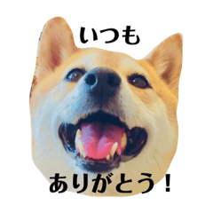 [LINEスタンプ] 柴犬の日常スタンプ2