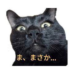 [LINEスタンプ] ネコ…思う。