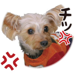 [LINEスタンプ] -ももクロくん1-