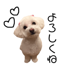 [LINEスタンプ] プティースタンプ
