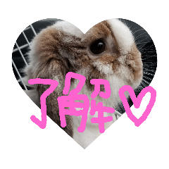 [LINEスタンプ] ホーランドロップ うさぎ かわいい 