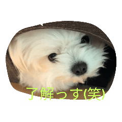 [LINEスタンプ] Crea の日常 