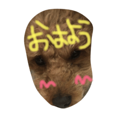 [LINEスタンプ] トイプーのご挨拶 