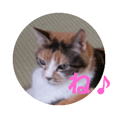 [LINEスタンプ] yosa_mycats1 