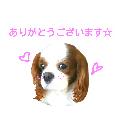 [LINEスタンプ] かわいいコリキスタンプ 
