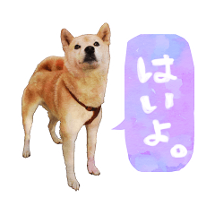 [LINEスタンプ] 柴犬アイちゃん 