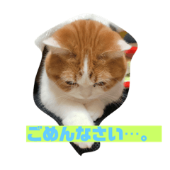 [LINEスタンプ] マロちゃん あいさつ編 