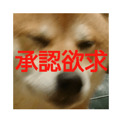 [LINEスタンプ] しょっぱい顔の犬 