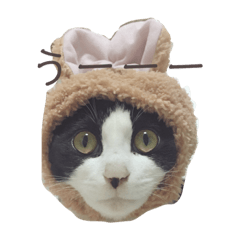 [LINEスタンプ] すだちゃんすたんぷその1