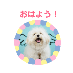 [LINEスタンプ] わんこのモモタくん