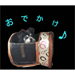 [LINEスタンプ] チワワのチコ