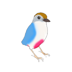 [LINEスタンプ] 鳥とおっさんの画像（メイン）