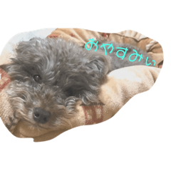 [LINEスタンプ] わたしの日常たち