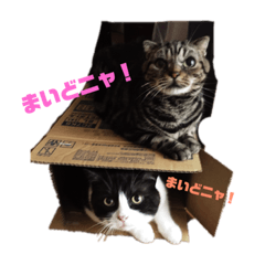 [LINEスタンプ] 激かわにゃんこスタンプ