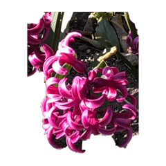 [LINEスタンプ] 紫色の花にかがくひかりの画像（メイン）