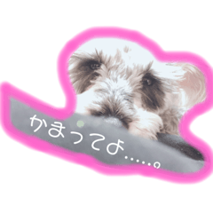 [LINEスタンプ] 可愛いシュナウザー 