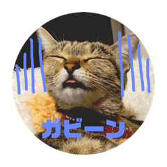 [LINEスタンプ] 猫の日常☆1th