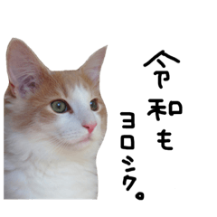 [LINEスタンプ] もの言いたげにゃんこ。