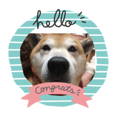 [LINEスタンプ] 犬のきょうちゃんスタンプ