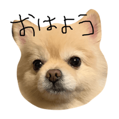 [LINEスタンプ] 近藤れお