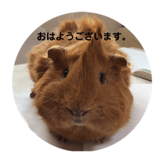 [LINEスタンプ] モルモット3兄弟 挨拶