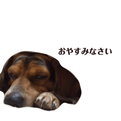 [LINEスタンプ] びーぐるもこ