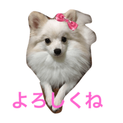 [LINEスタンプ] ポメラニアン#ナミ